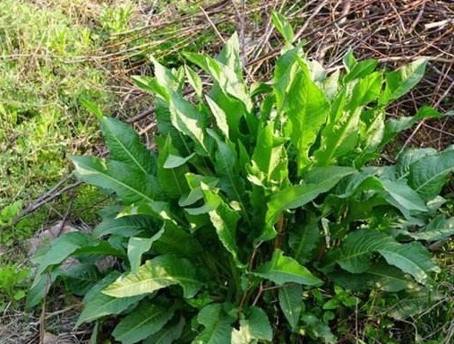 根部|农村常见野菠菜，根部内含“黄金”，药用价值高，城里一斤22元