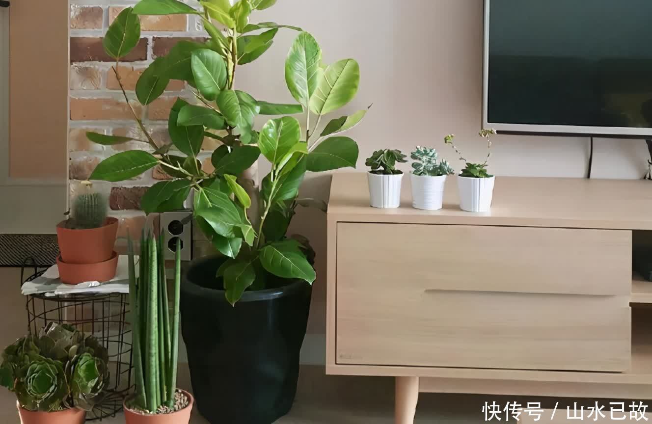 电视柜|家庭养花:室内盆栽别摆太满,不然问题多多
