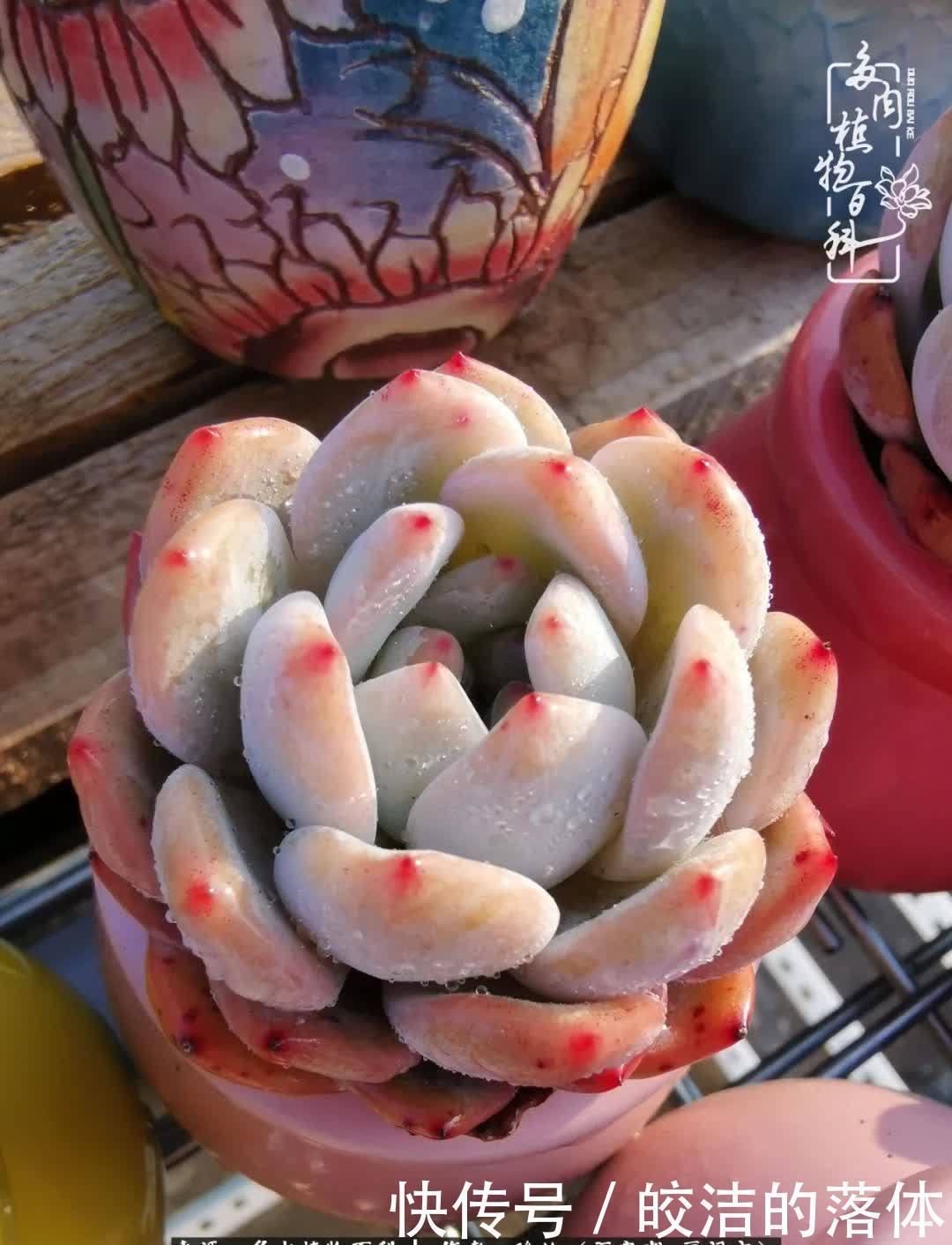 百度|我与多肉那些不得不说的故事!