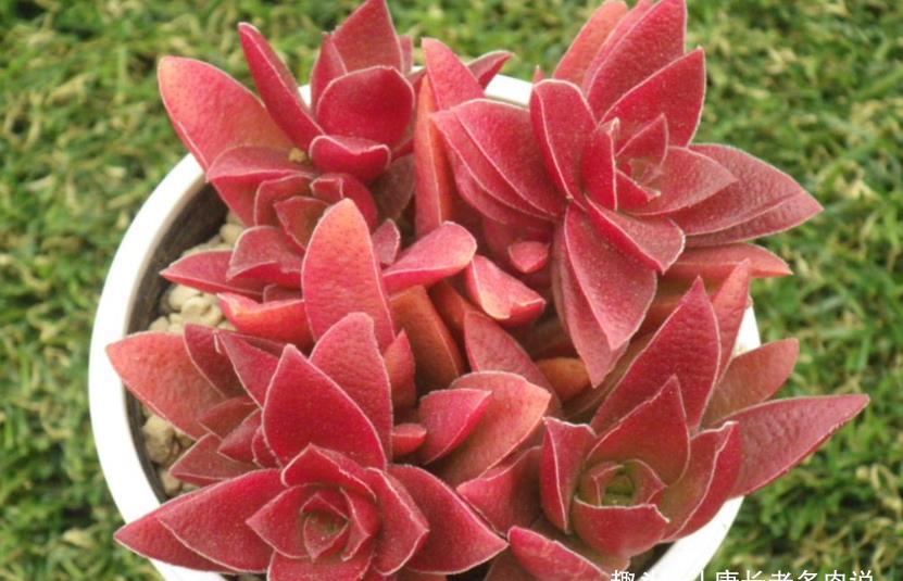 多肉赤鬼城开花怎么办?它开花并不会死,所以我们有多种选择