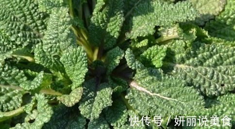 痔疮|生长在农村的野草,长的虽丑,却可以止咳消炎,治咽炎,疗痔疮