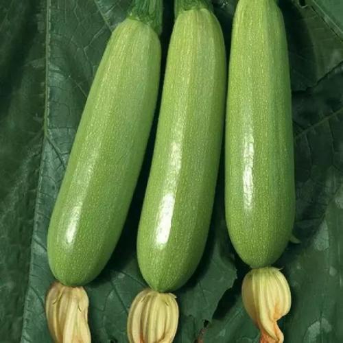 西葫芦西葫芦|感冒咳嗽吃什么蔬菜好得快