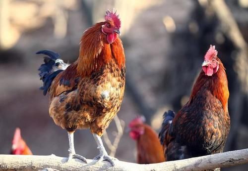 饱和脂肪酸|有心脏病、高血压能吃鸡肉吗？会升高胆固醇吗？医生实话实说