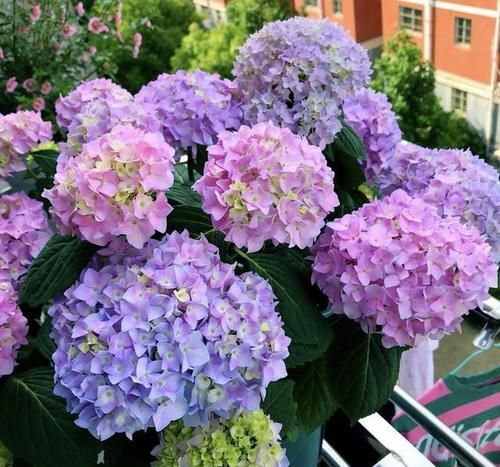 盛放期|绣球花好看不好养?其实只需3个小方法,花球又大又鲜艳