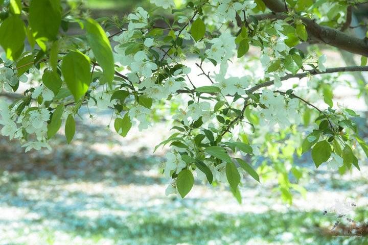 春天的花事——四月芳菲