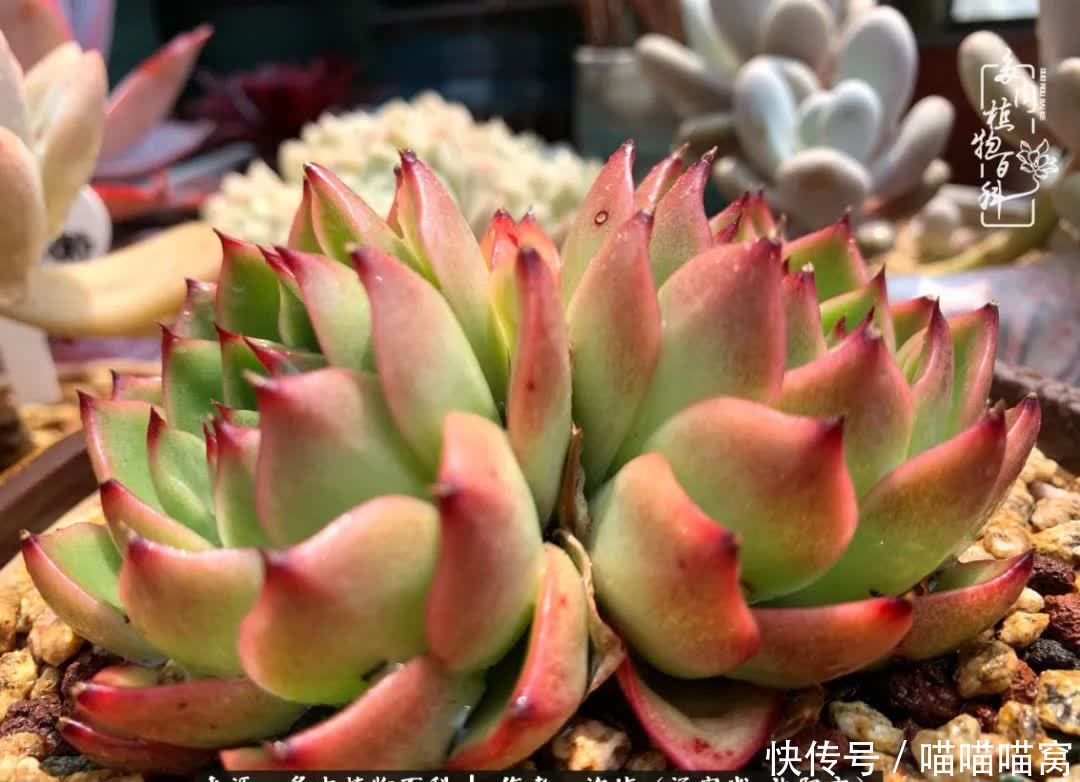 美杜莎|偶然相遇多肉,却成为心中挚爱!