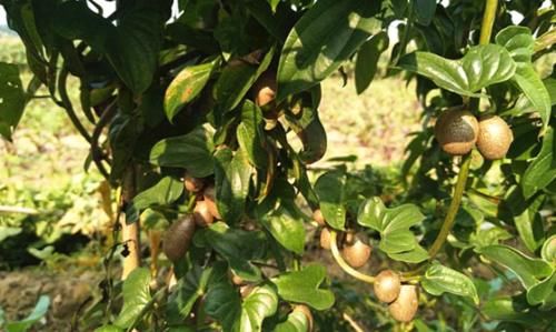 “山药豆”是山药的根须吗？哪个营养好，很多人不知道，涨知识了