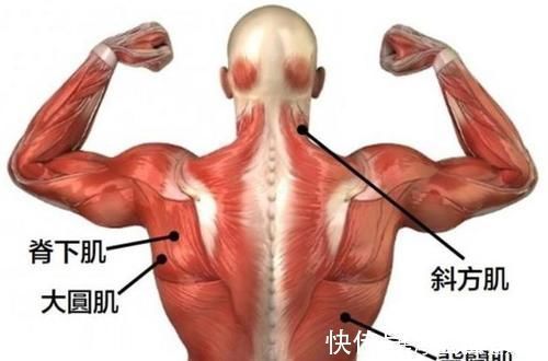 动作|一直被质疑,却一直被重视,为什么它让健身人士又爱又恨