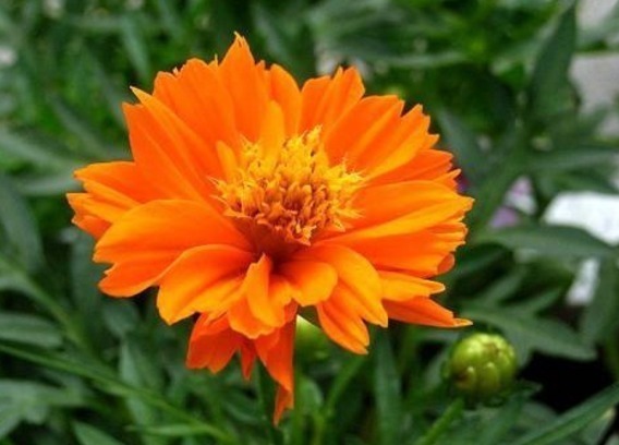 喜欢菊花,下面“3种”要首选,花开绚丽多姿,艳压群芳,美呆