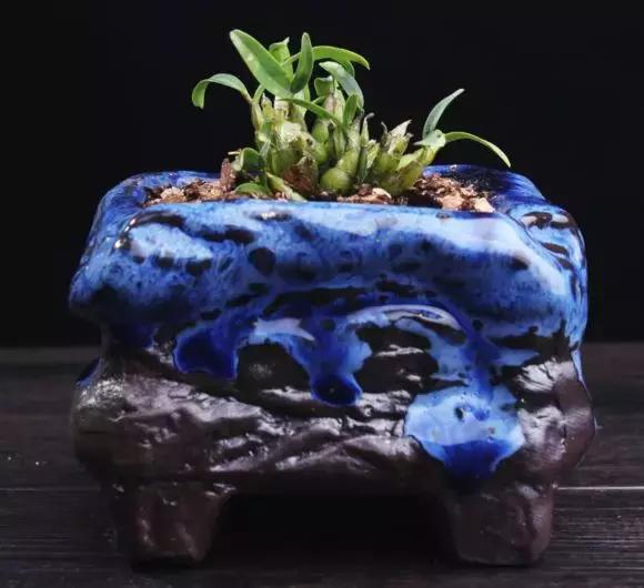 好看|还在养绿萝家里养盆“香香花”,好看好闻,清香四溢精神好!