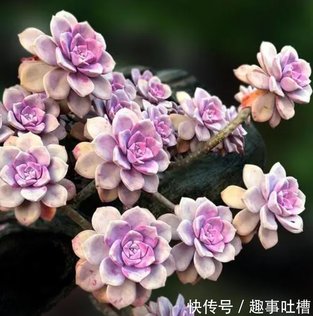 适合12月入手的8种多肉,冬天越晒越漂亮,养再多也不嫌弃