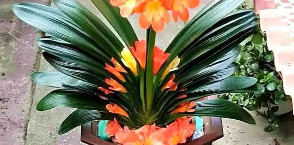 家里“2种垃圾”别丢了,用来养君子兰,叶片花苞嗖嗖长