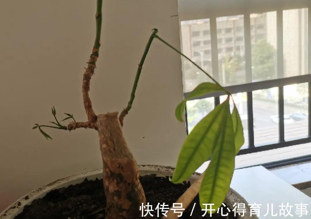10种花，一降温就黄叶，赶紧换个地方养