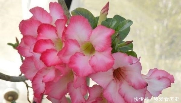 沙漠玫瑰，掌握这些，长得既好看，又霸气