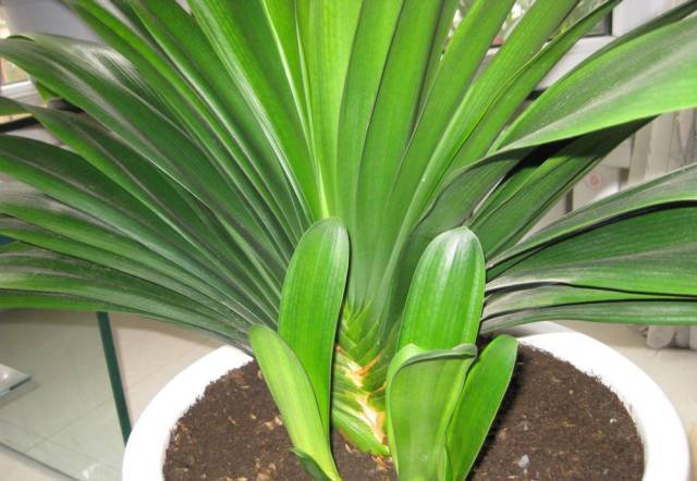 根部|君子兰根部冒出小芽怎么办只需5个步骤,一盆变多盆很简单