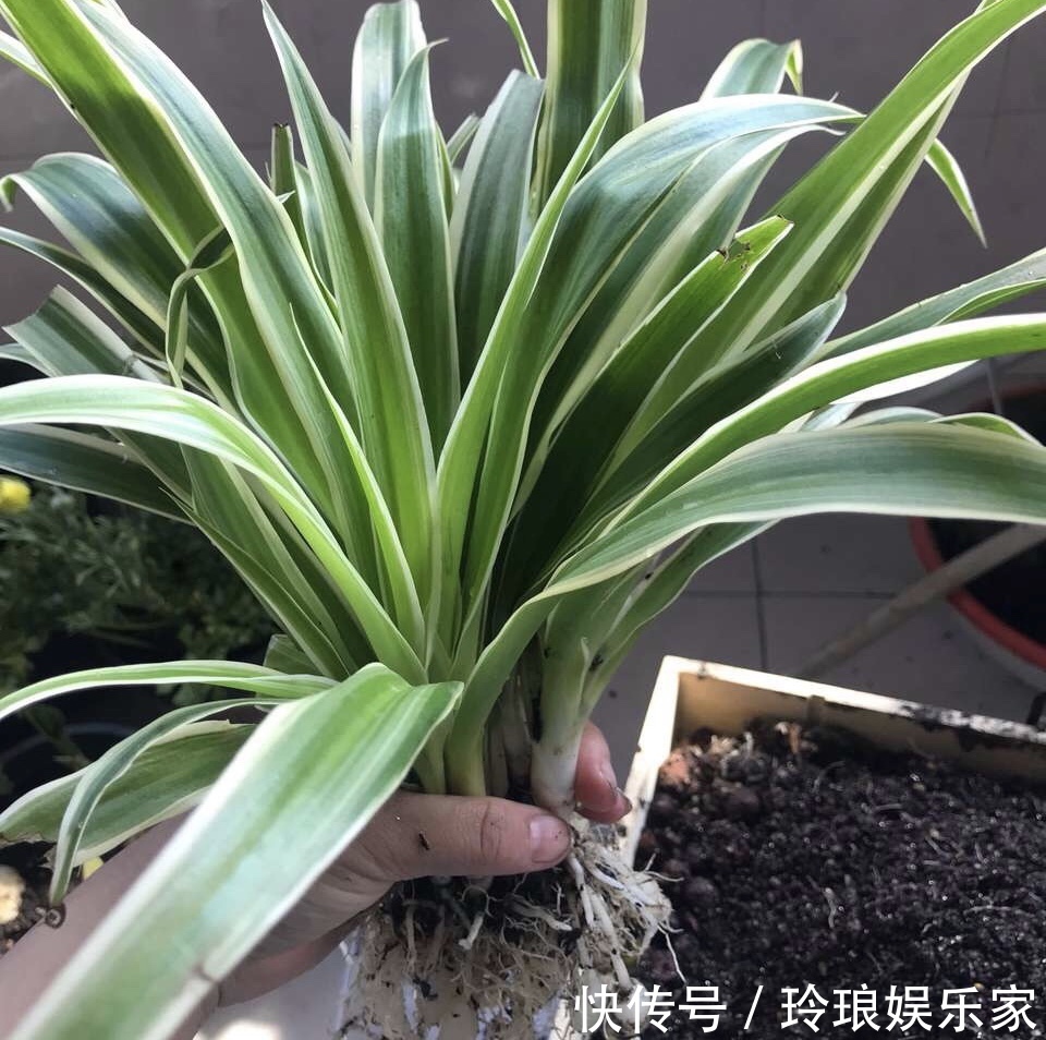 浇水|养吊兰有“妙招”，浇水摻点“小颗粒”，2月长出“水晶根”