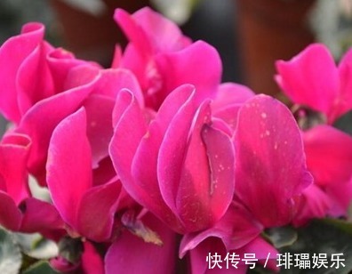 此花象征着喜迎宾客,鲜艳的外表下,隐藏着一颗内向的心