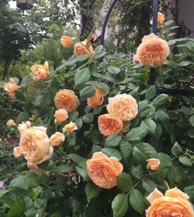 有了30平方的小院,能将日子过成了诗简单而精致,优雅而从容