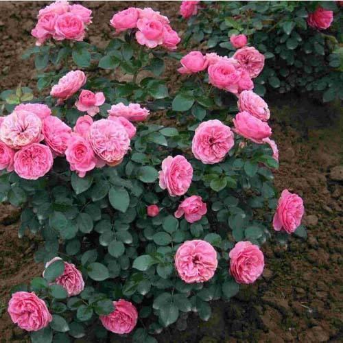 “羽毛”也能开花这花真神气，1个枝条花苞多，花香浓郁