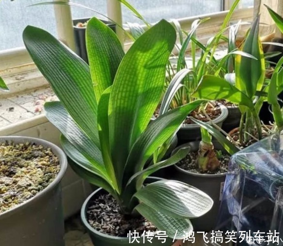 君子兰养了10年不开花,就是这个原因,看完就明白了!