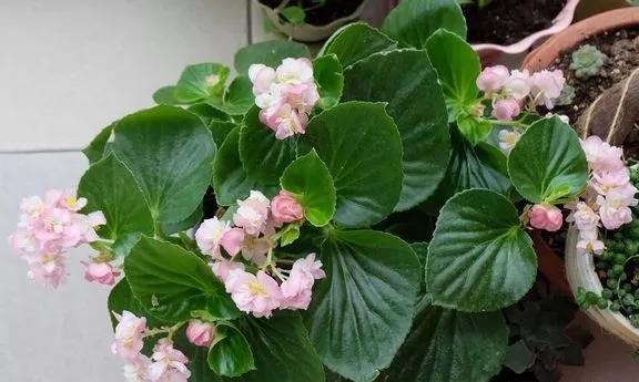 养花技巧粗生粗养也能四季开花！少养1种都觉得亏了