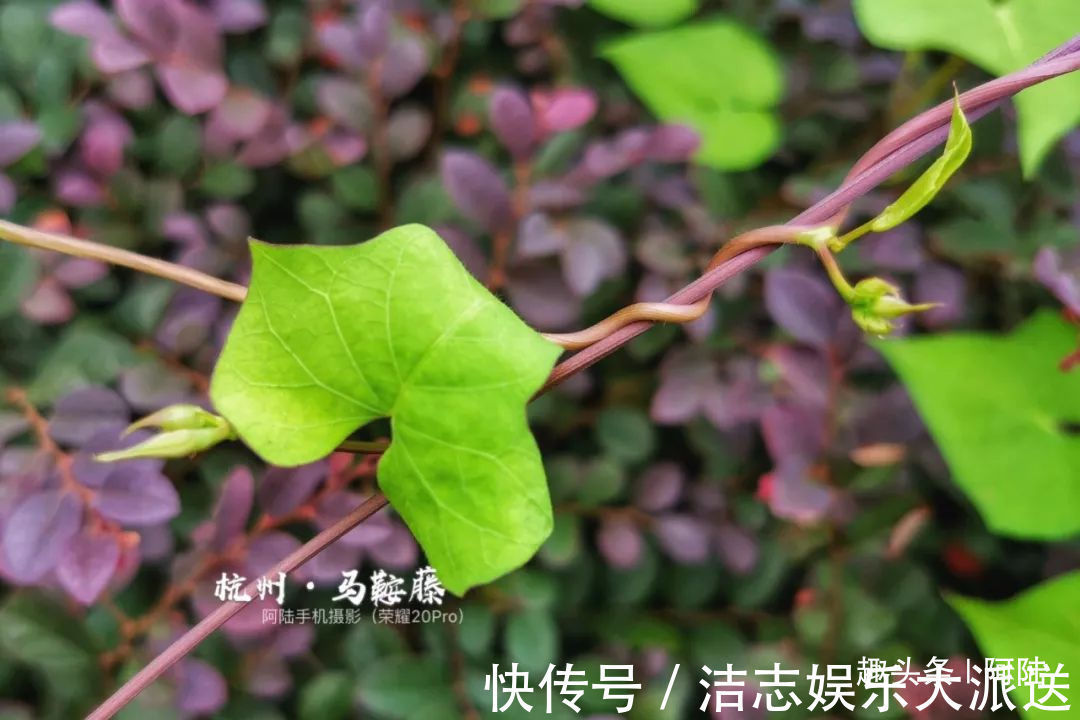 夏秋季|杭州小区里这种喇叭花，其实是“海滨花后”，可以解海蜇刺伤的毒