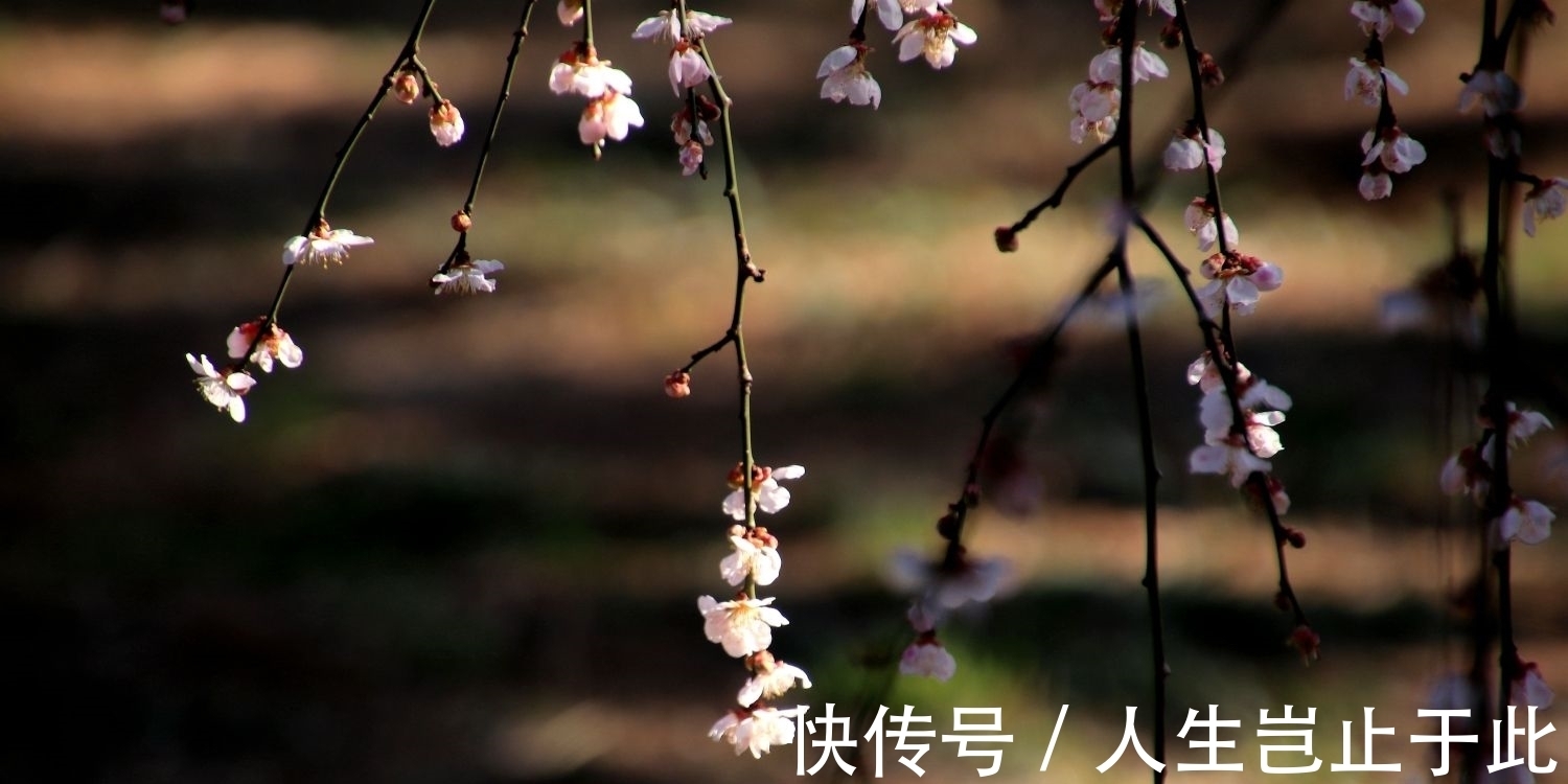 暗香$穷书生写了两首词,竟抱得美人归;学者:与辛弃疾不相上下