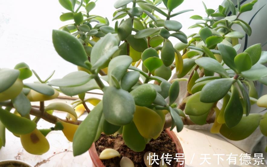 植株|从买花到养花，该如何实践落实“养花先养根”的俗语？