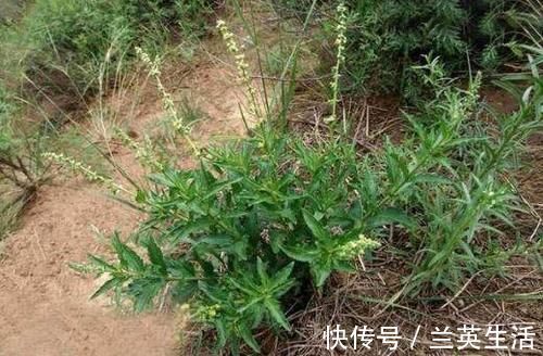 活血化瘀|十人九腰痛，农村不起眼的野草，价值极高，活血化瘀，缓解疼痛