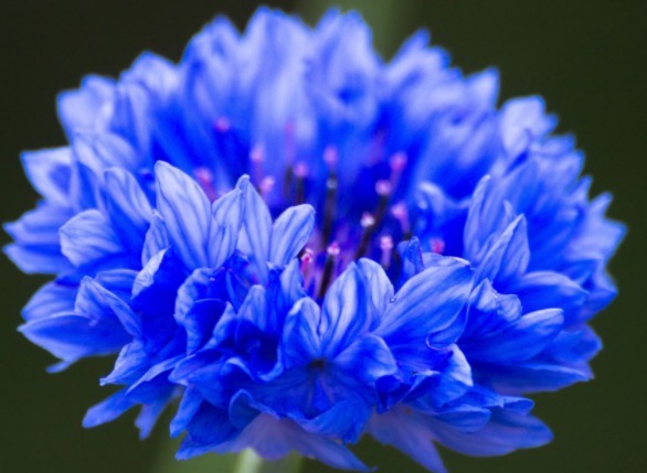 此花由月季和蔷薇杂交而来，花色呈蓝色，花开妖艳迷人，寓意相守