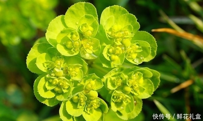 回家|提个醒:见到此野草,一定要拔回家,好处不请自来,作用非常大