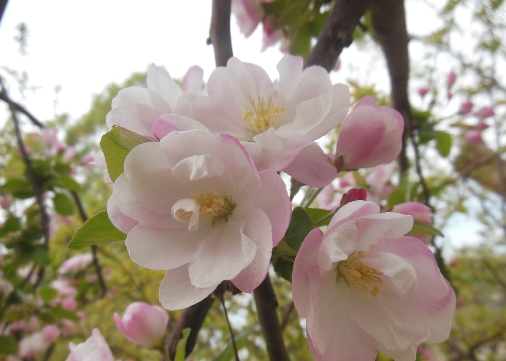 此花高雅潇洒,开花的时候花团锦簇,是花中的贵妃