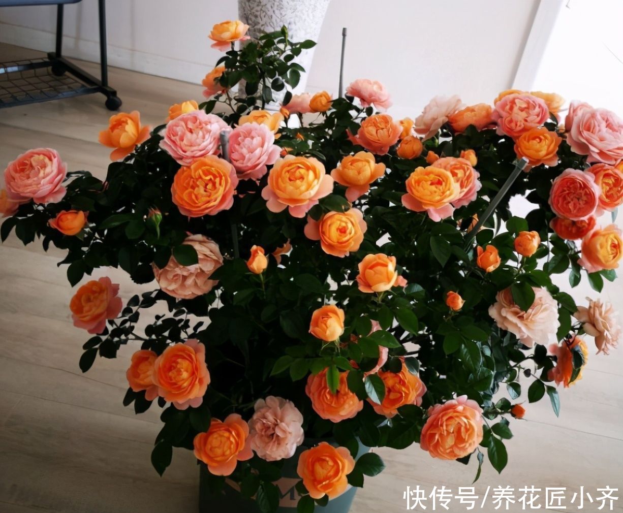 春季月季蹭蹭冒芽，想要开花棒，“3种芽”长出及时抹掉