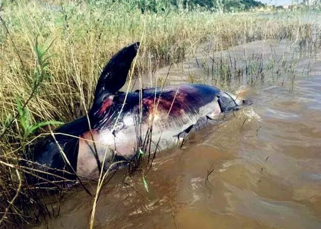 渔政|钓鱼人最愤怒的几个场面,最恨的不是电鱼人,排名第一的是这些人