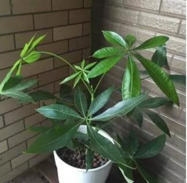 蟹爪兰|什么蚯蚓粪、柳枝水都不如“万能肥”,啥花都能养,1-2勺就管事