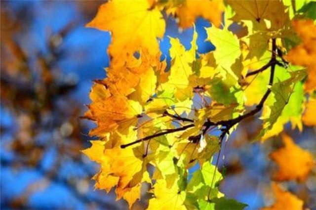 黄叶如金,最美黄叶诗7首赏读金风浦上吹黄叶,一夜纷纷满客舟