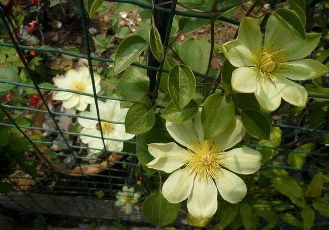 慎买|这4种花慎买,以为是“开花机器”,养过才知是“假精致”