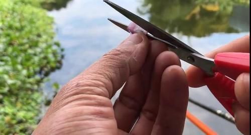 洋葱,饵料界的新宠,用此物开饵,冬天钓鱼不愁鱼不进窝