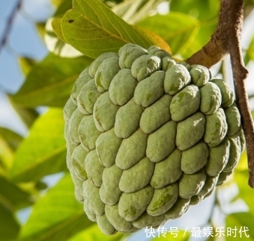 此野果是个宝，每天食几粒，能美白排毒，延缓