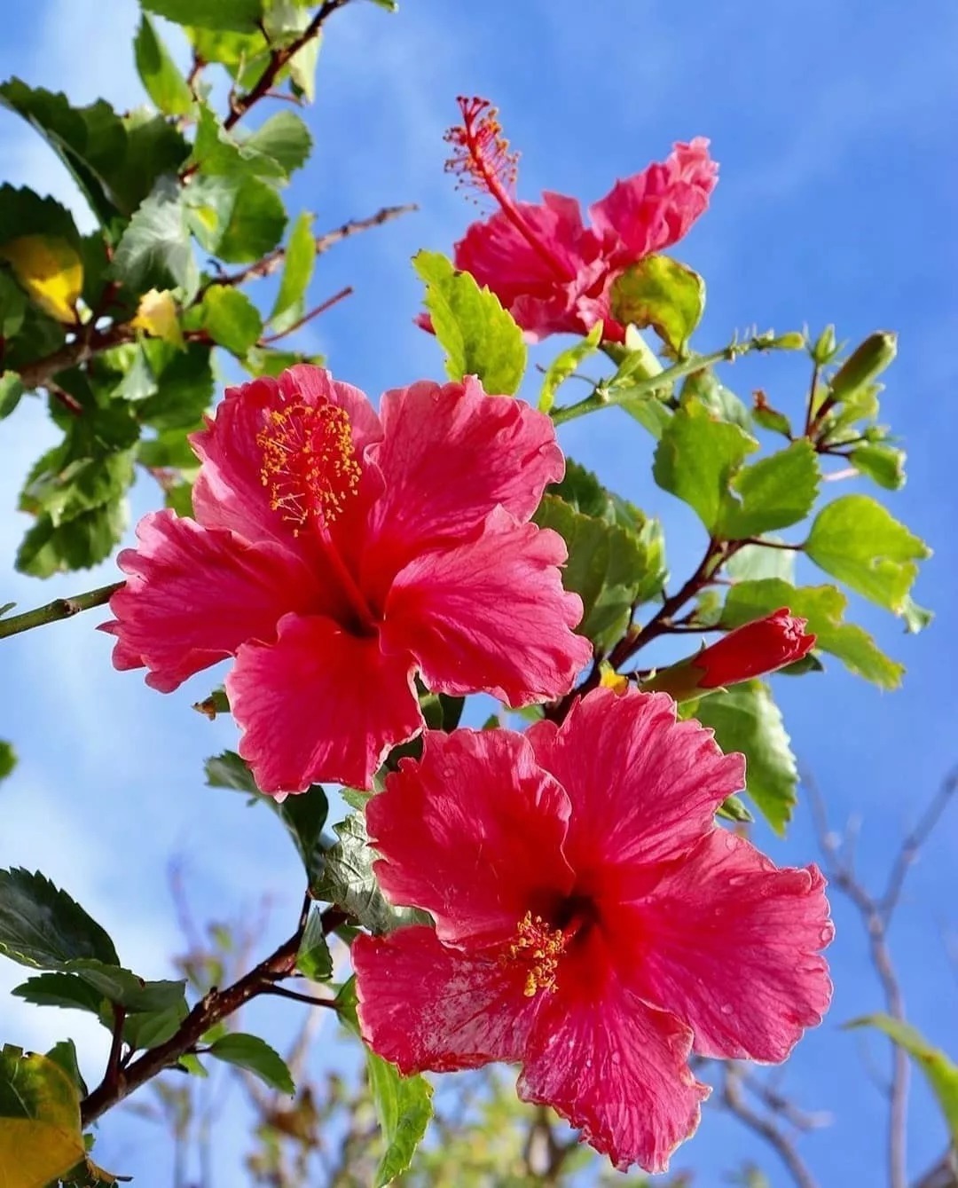 花会开，天也会蓝