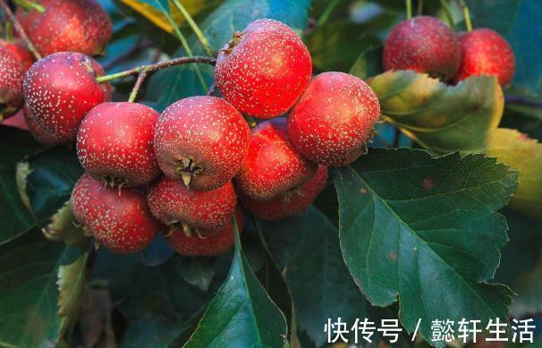 气色|山楂配它吃，隔天拉出3斤“旧便”，便秘通了气色好，赶紧收藏