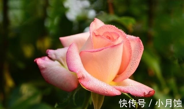 冬季养月季花,做好4要点,顺利越冬,来年开花多又艳