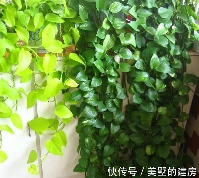 太阳花|6种“漂亮花”,七月快扦插,38度下,越热越生根,繁殖几十盆