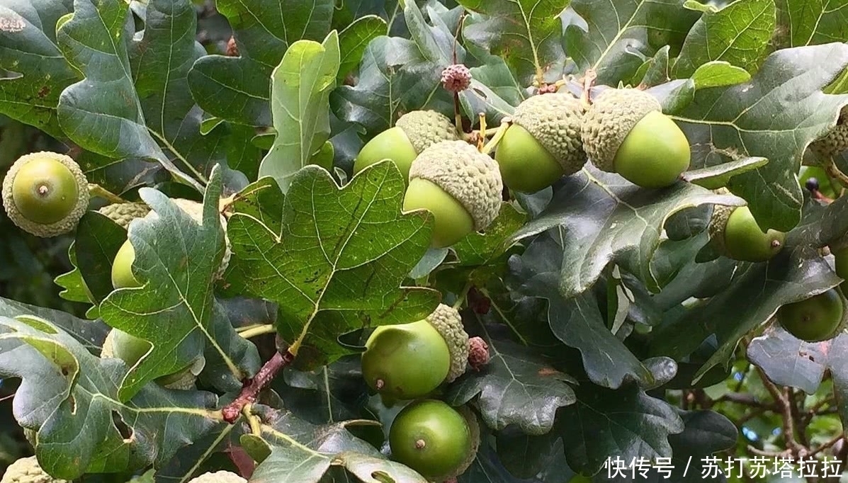 橡树|这种野果农村满山都是,一捡就是有几百斤,如今价值10元一斤!