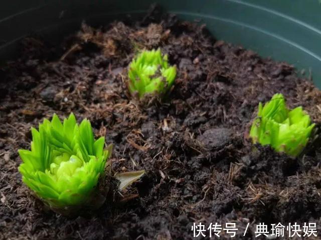 养百合花真上瘾,长的快、开花多,寓意还好,每个品种都想养!