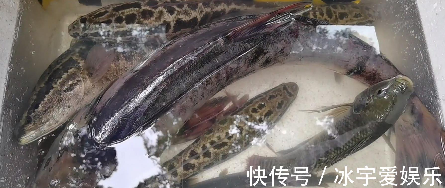 职业|珠江边的职业钓鱼人,一天可赚六百,其他钓鱼人这样钓鱼不纯粹