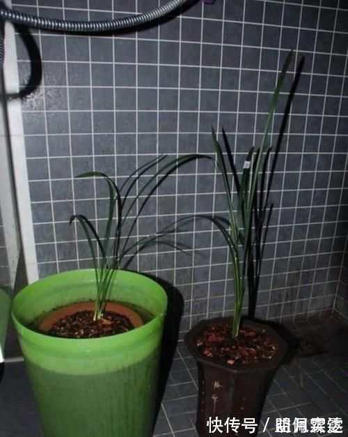 芦头|兰花总是不长新根，发出来的小苗也不长，怎么办？