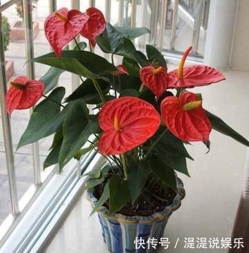红掌|养红掌,3点“小技巧”,拒绝黄叶烂叶,花儿红彤彤,四季花不断