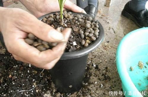 施肥|兰花盆里,放几粒“它”,比啥肥都好使,猛窜新芽,越长越旺