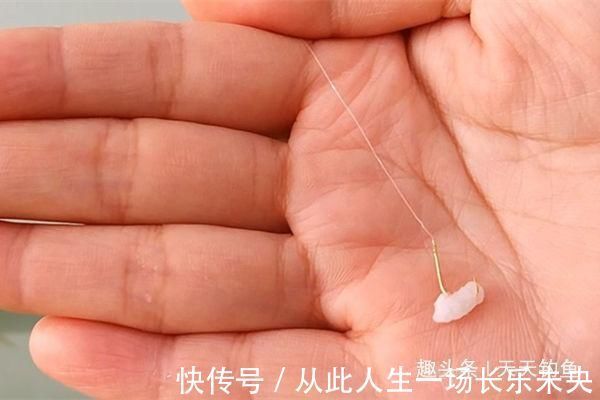 进食|三伏天钓鲫鱼，鱼口轻微，只需用这几招，鲫鱼连竿上，很过瘾